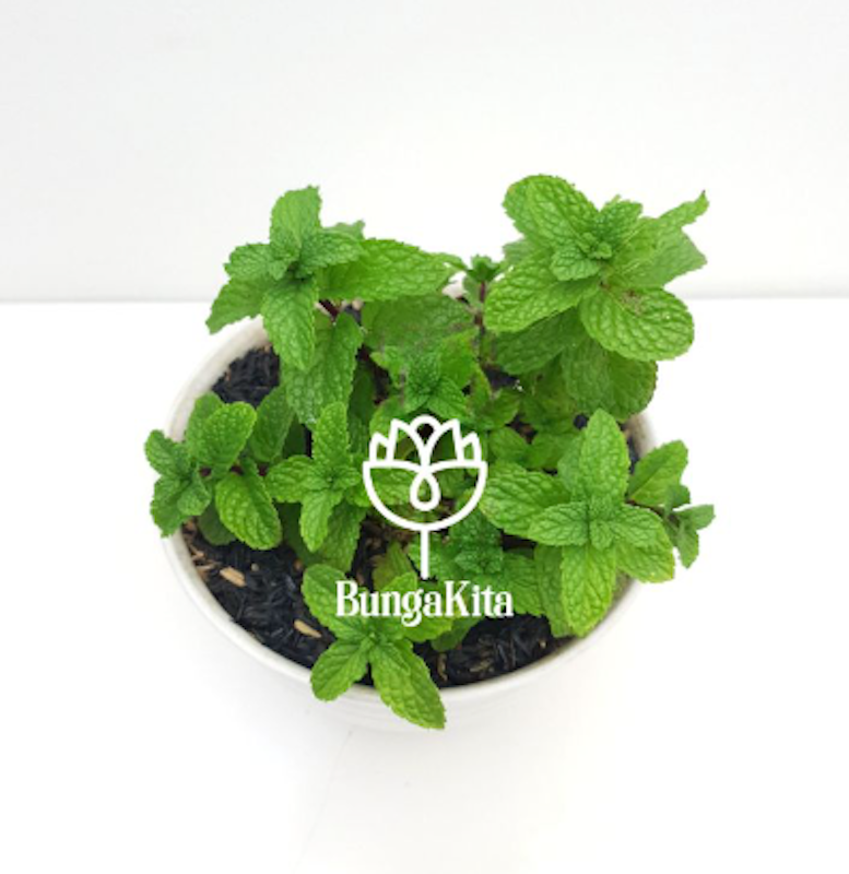 Tanaman Peppermint 2