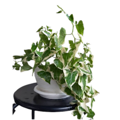 English Ivy