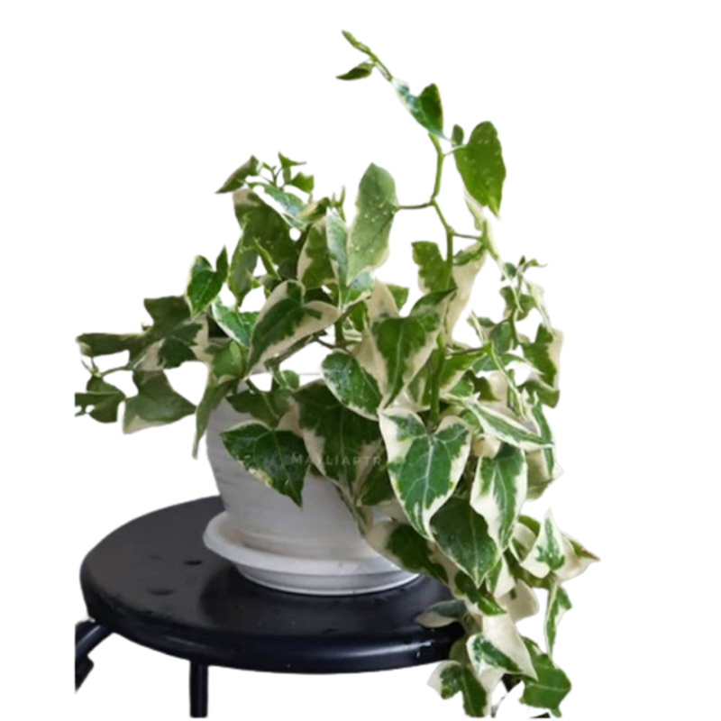 English Ivy 1