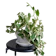 English Ivy 1