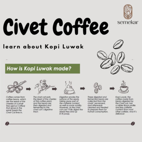 Semekar Coffee and Roastery Semekar Coffee Arabica Kopi Luwak Liar