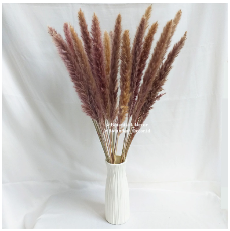 Dried Pampas Natural 2