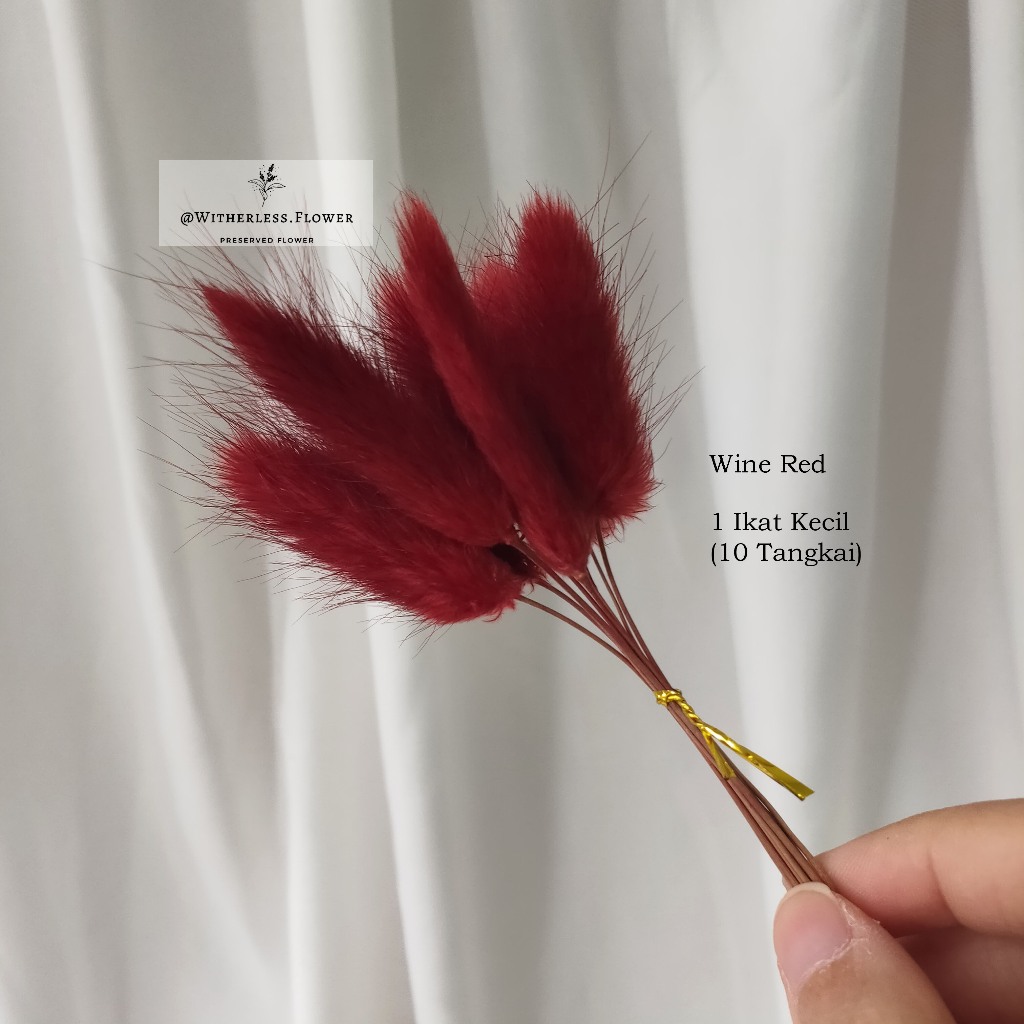 Preserved Lagurus Bunny Tail 4