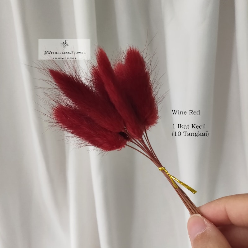 Preserved Lagurus Bunny Tail 4