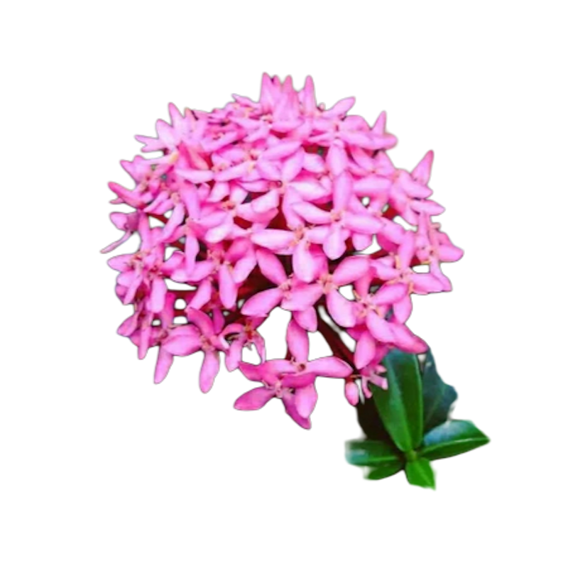 Bunga Asoka Pink 1