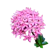 null Bunga Asoka Pink 1