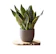 Sansevieria trifasciata 1