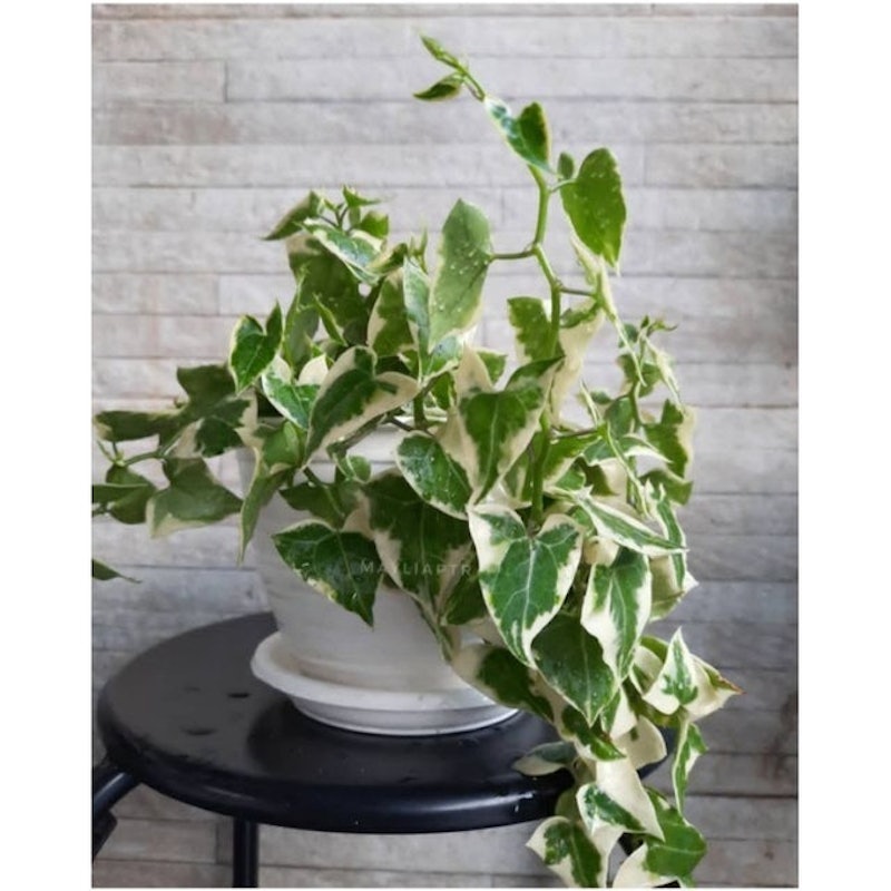 English Ivy 2