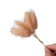 null Preserved Lagurus Bunny Tail 1