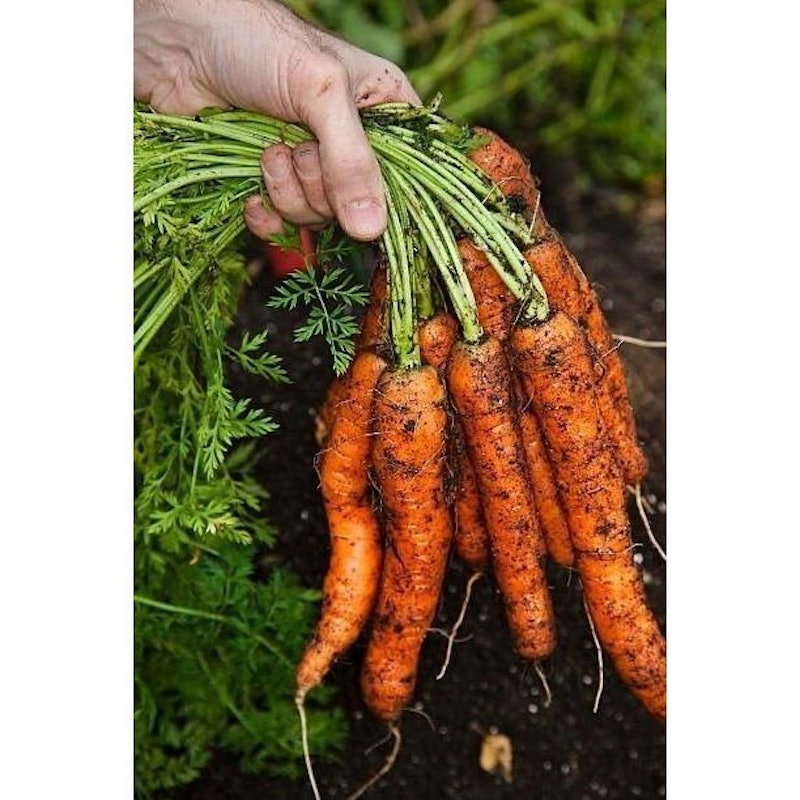 Kollektiv Media Tanam Vegie Grow 4