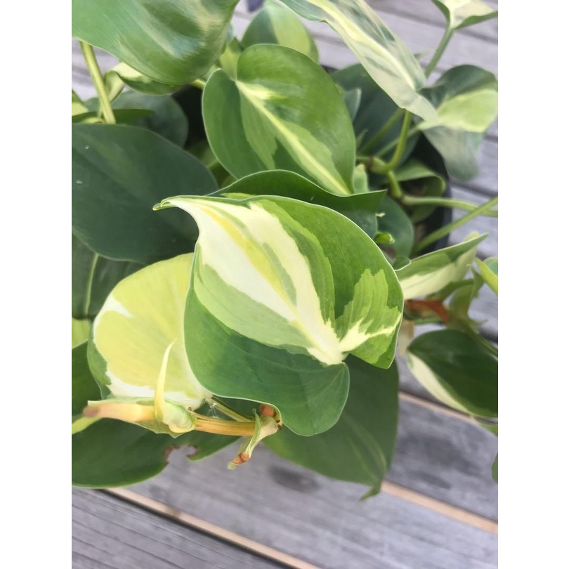 Philodendron Brasil 4