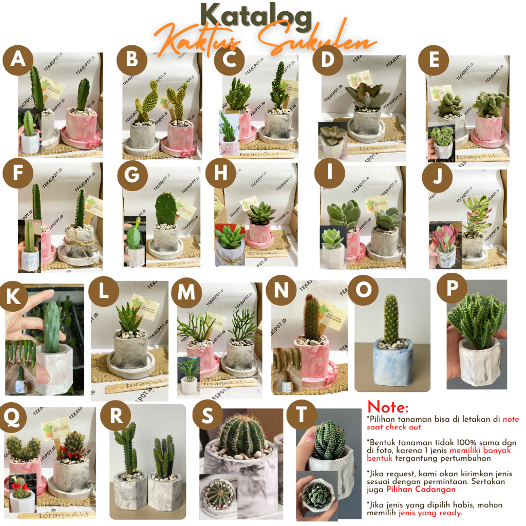 teraspot.id Terrarium Kaktus Sukulen DIY Planting Kit