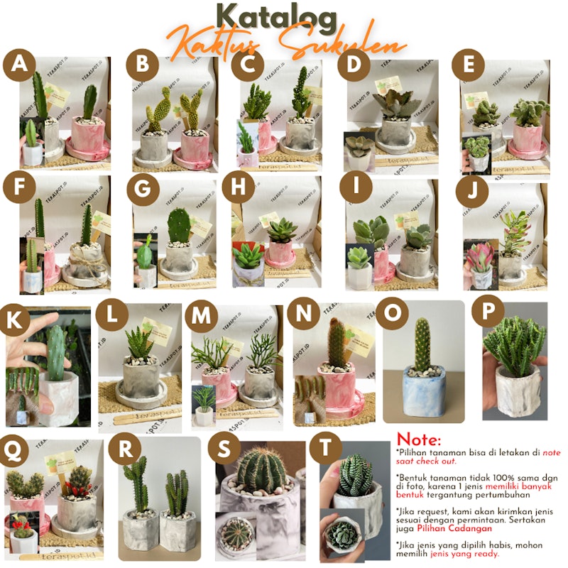 Terrarium Kaktus Sukulen DIY Planting Kit 3