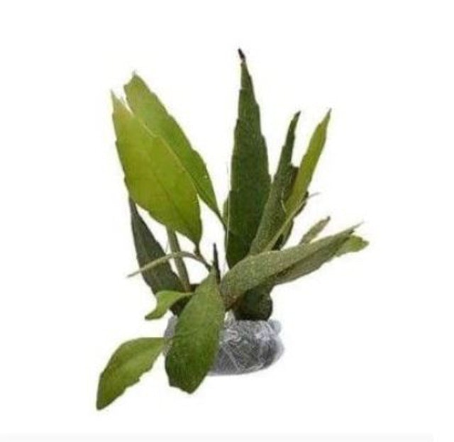  Bibit Bunga Wijayakusuma