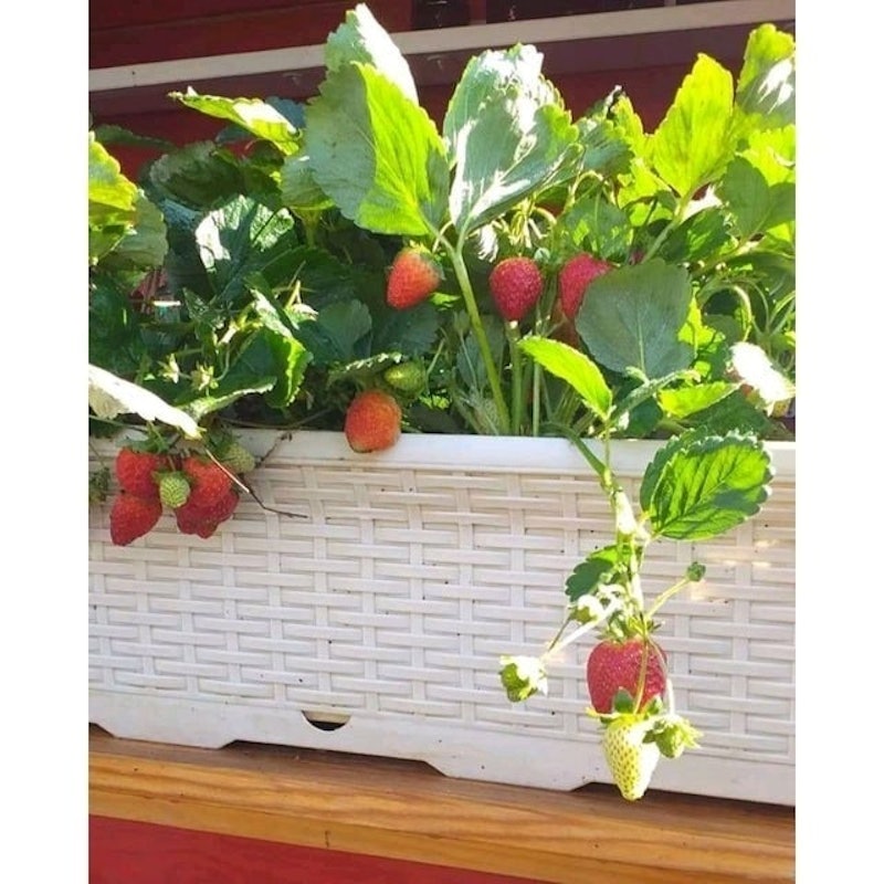 Bibit Strawberry Seolhyang 2