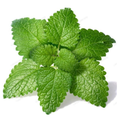 Tanaman Lemon Balm