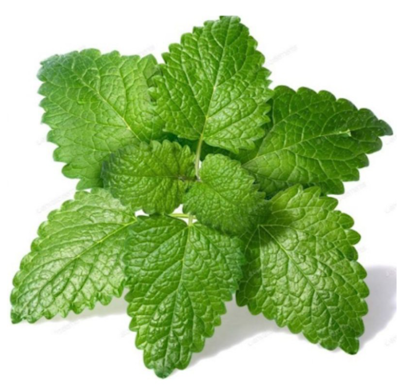 Tanaman Lemon Balm 1