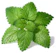 Tanaman Lemon Balm 1