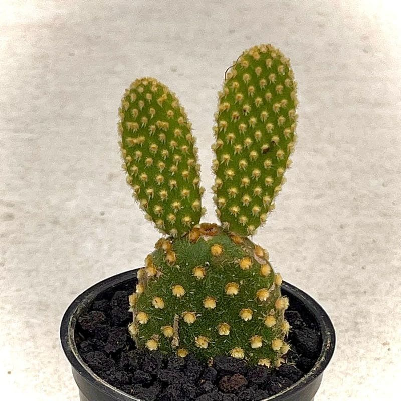 Baby Kaktus Ownroot Berakar 4