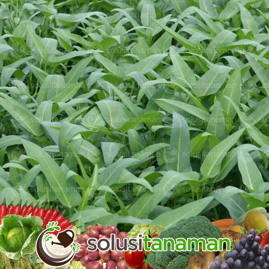 Ta Fung Benih Kangkung Super
