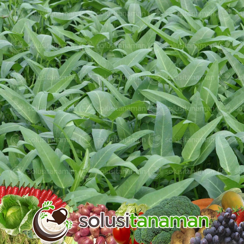 Ta Fung Kangkung Super 2