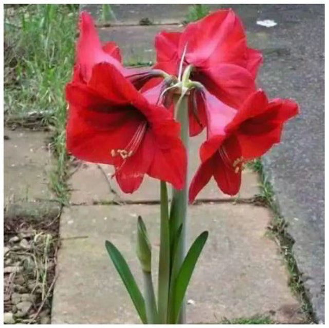 Bibit Bunga Amaryllis Bunga Bakung