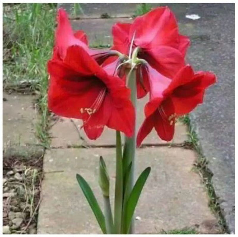 Bibit Bunga Amaryllis Bunga Bakung 4