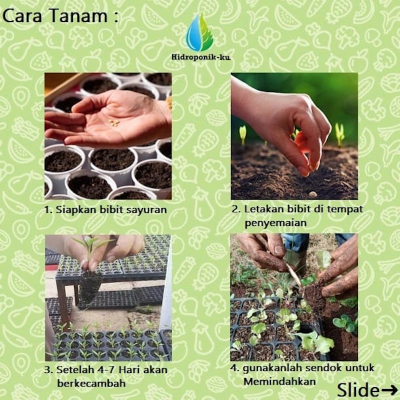 Cap Panah Merah Dewata 43 F1 5