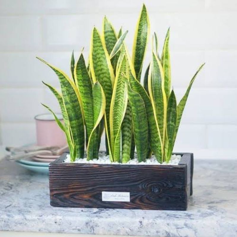 Lidah Mertua (Sansevieria) 4