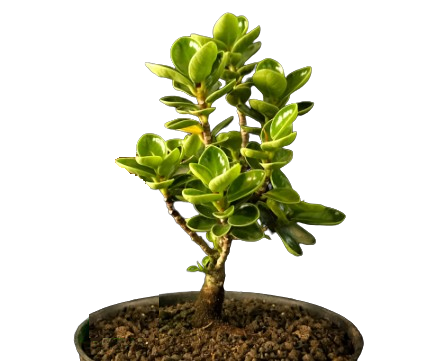 Bonsai Mikro Dolar Mangkok Pupus Merah