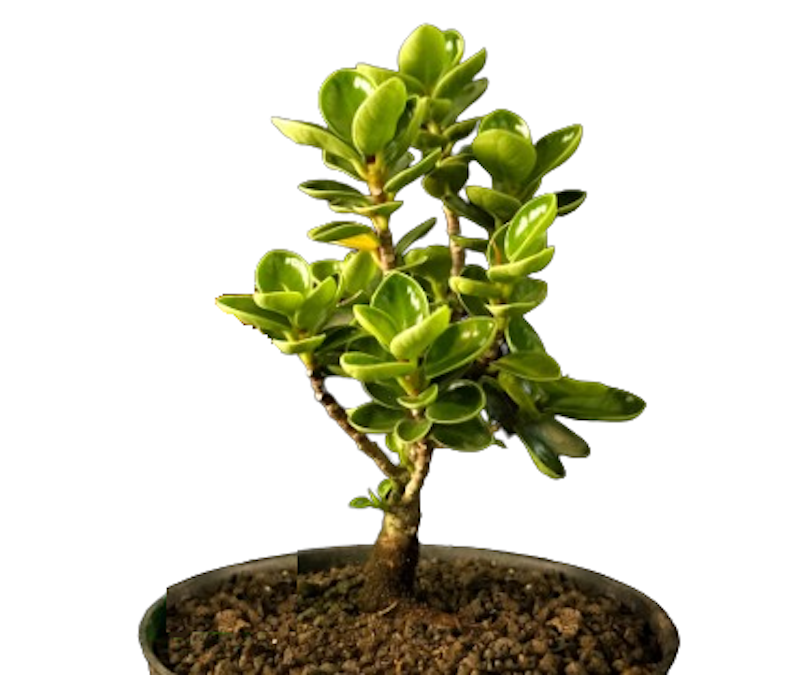 Bonsai Mikro Dolar Mangkok Pupus Merah 1