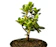 null Bonsai Mikro Dolar Mangkok Pupus Merah 1