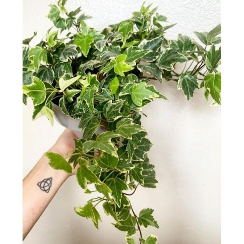 English Ivy 4