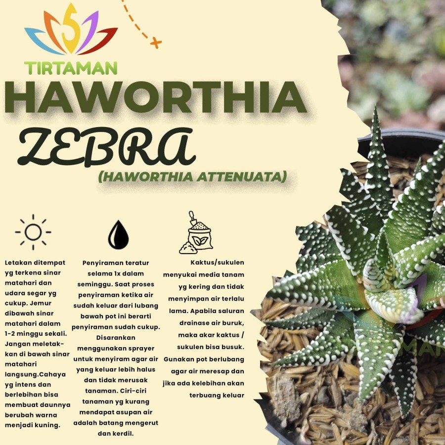  Succulent Haworthia attenuata / Tanaman zebra