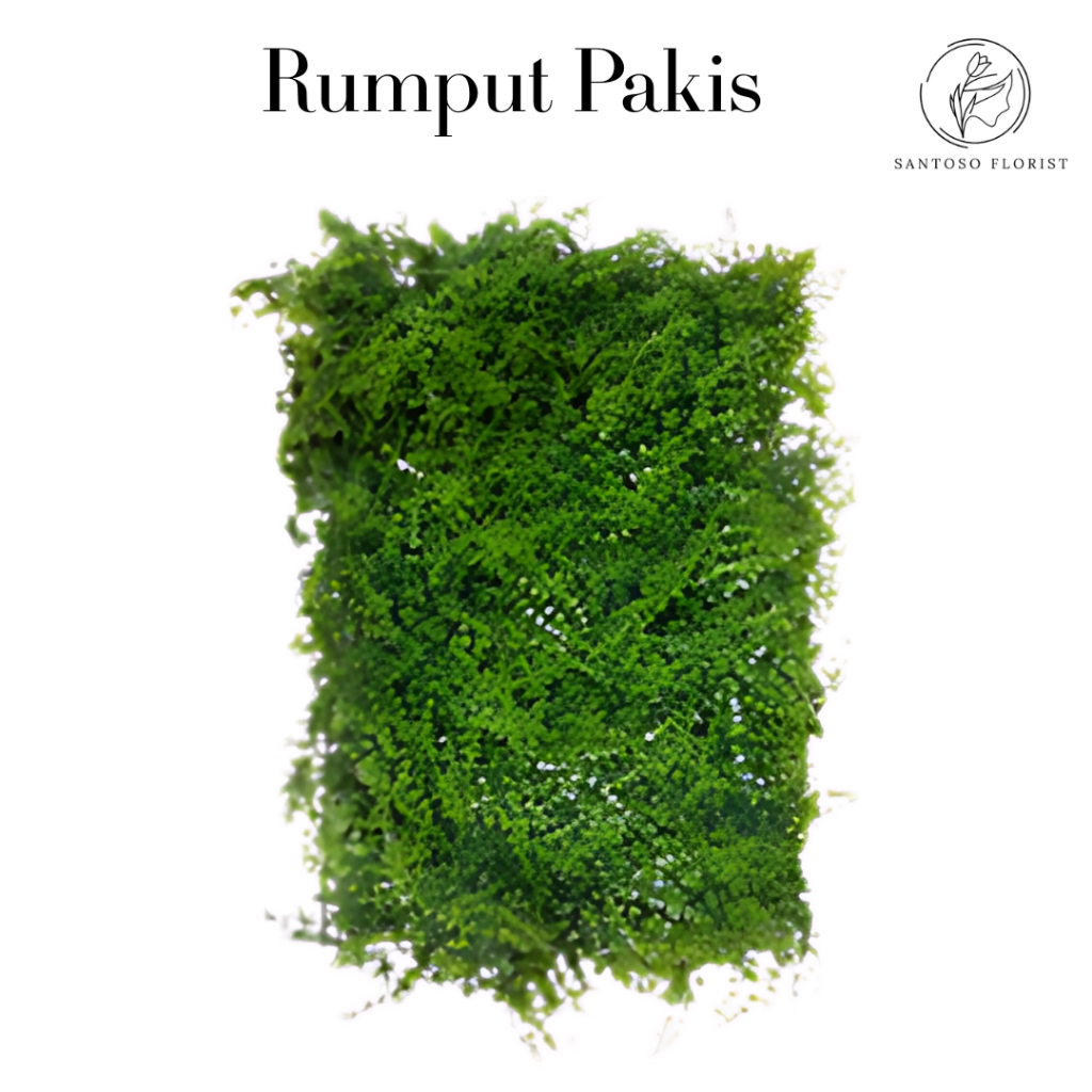  Santosa Florist Rumput Pakis