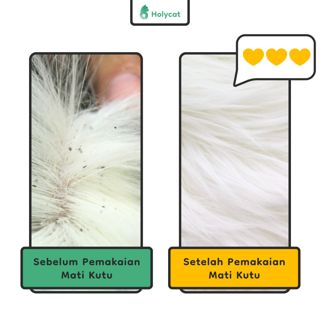 Holycat Labs Mati Kutu 4