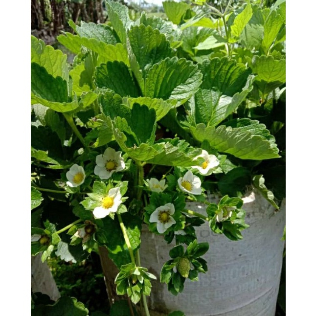  Bibit Strawberry Kalibret (Kelly Bright)