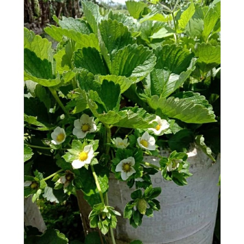 Bibit Strawberry Kalibret (Kelly Bright) 3