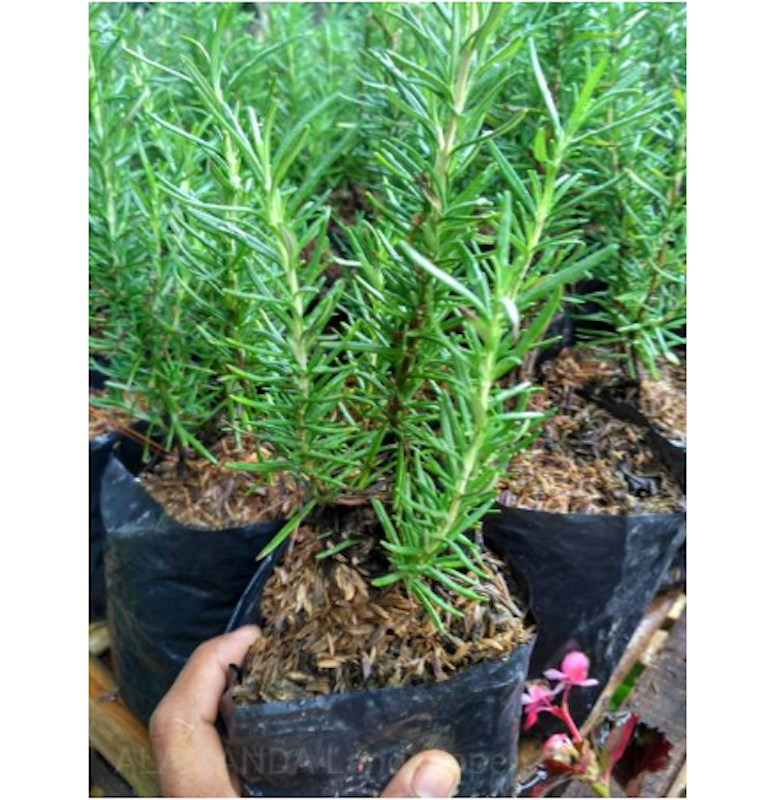 Tanaman Rosemary 2