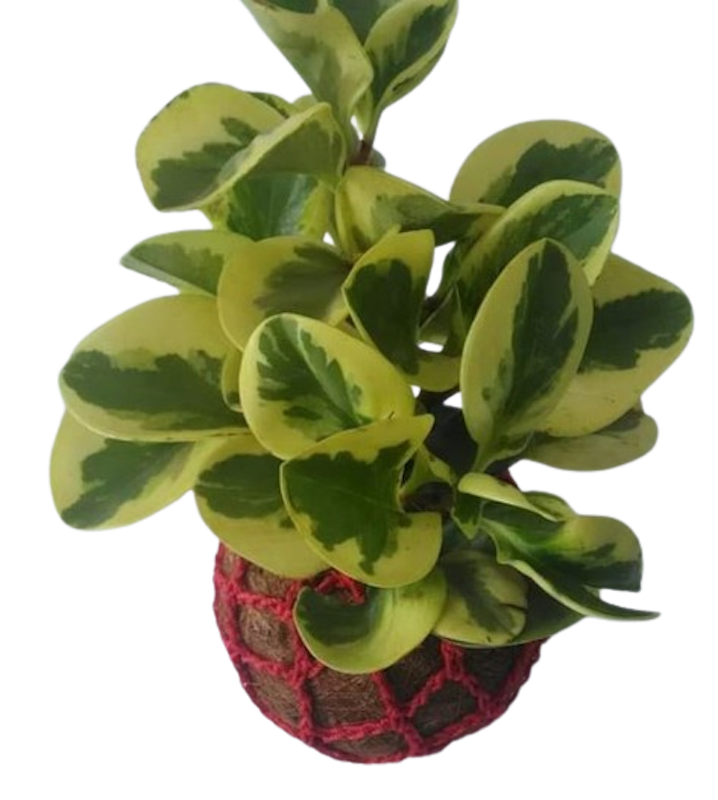 Paperomia Obtusifolia Variegata 4