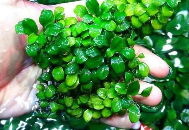 Anubias barteri 'Petite'