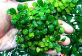 10 Rekomendasi Tanaman Aquascape Terbaik 1