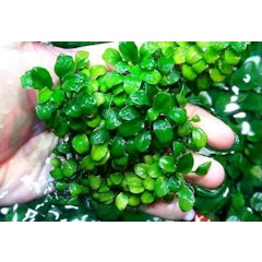 Anubias barteri 'Petite'