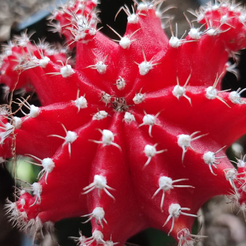  Kaktus Hias Grafting Gymno Impor