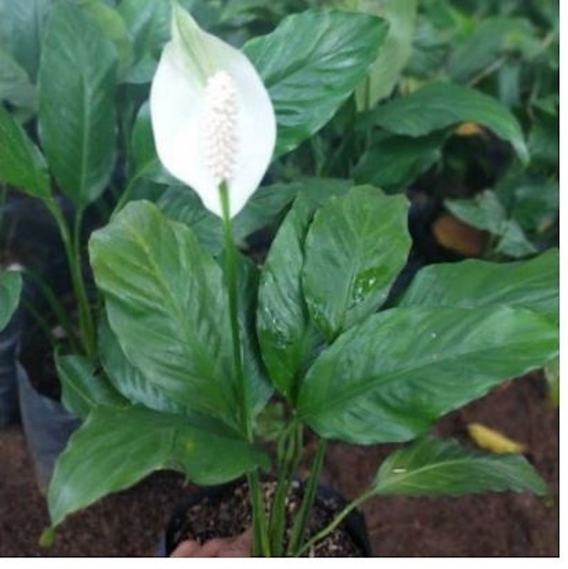 Peace Lily (Spathiphyllum) 2