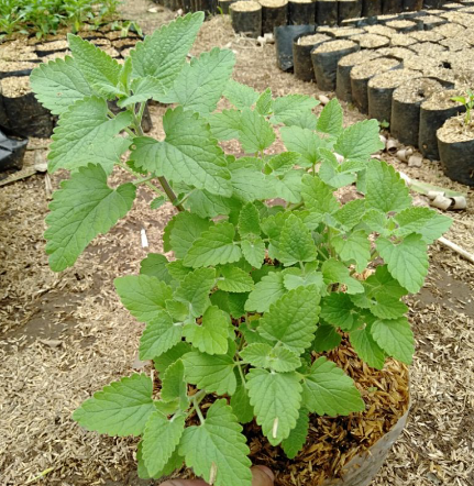  Tanaman Catnip