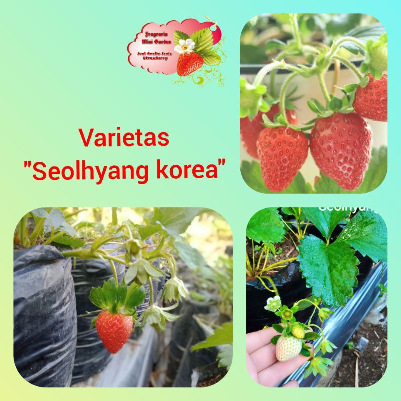  Bibit Strawberry Seolhyang