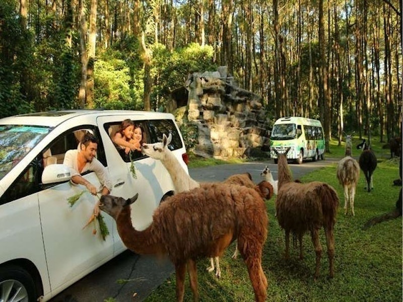 Taman Safari Prigen 1