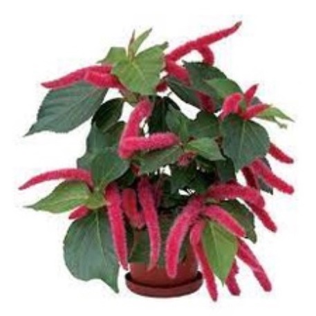 Acalypha Ulat Bulu Merah 1