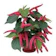 null Acalypha Ulat Bulu Merah 1
